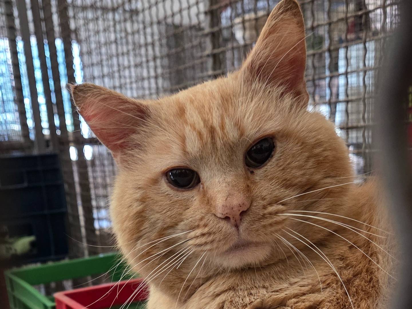 Vuoi adottare un gatto a Roma?