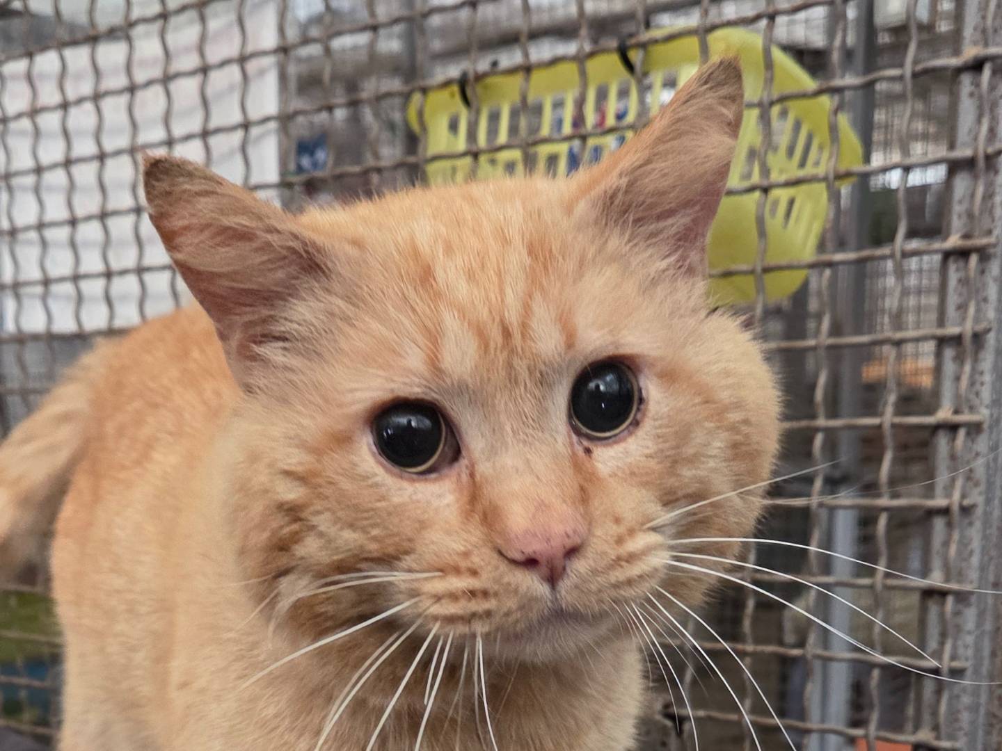 Adotta il gatto Garfield a Roma