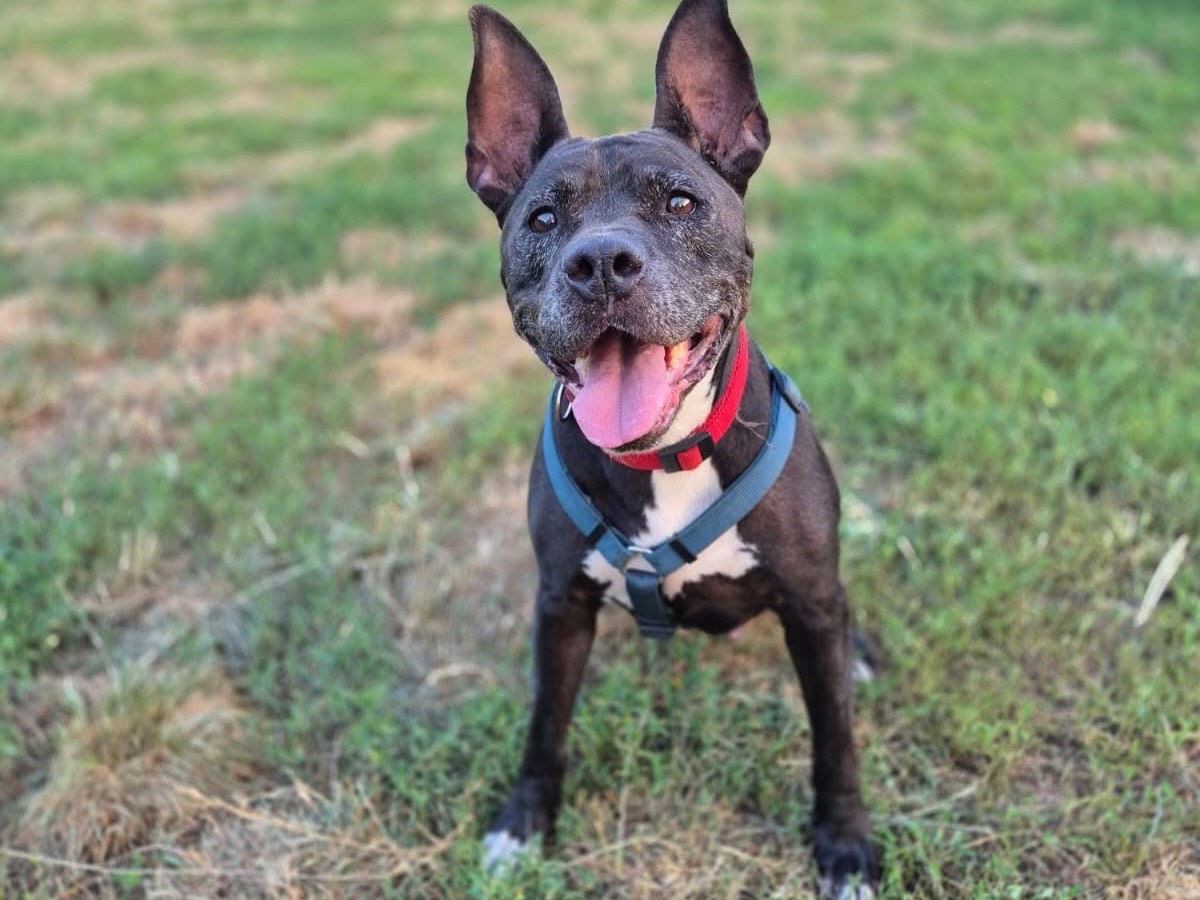 Vuoi adottare un cane a Monza?