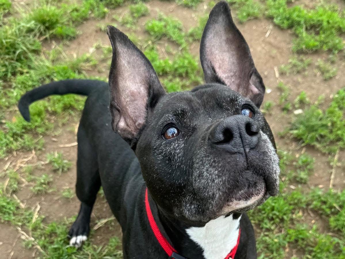 Adotta il cane Grazia  a Monza