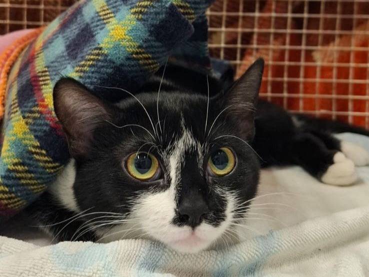 Adozione gatto, femmina, Razza sconosciuta Razza sconosciuta, 1 anno, taglia non valida, Genova