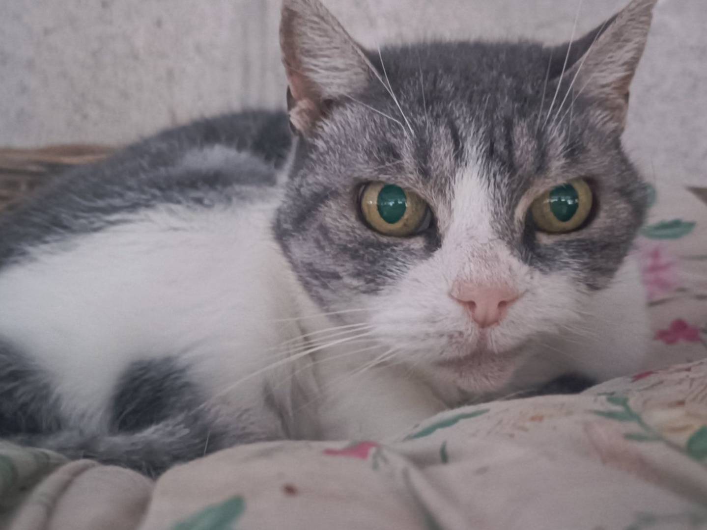 Adozione gatto, femmina, Razza sconosciuta Razza sconosciuta, 16 anni e 3 mesi, taglia non valida, Genova