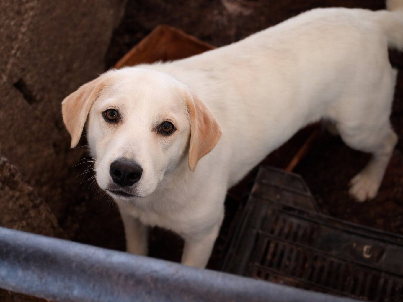 Adozione cane, maschio, Razza sconosciuta Razza sconosciuta, 6 mesi, taglia media, Latina