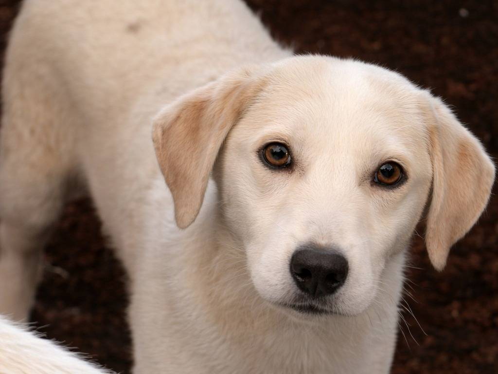 Adotta un cane, maschio, 6 mesi, Latina