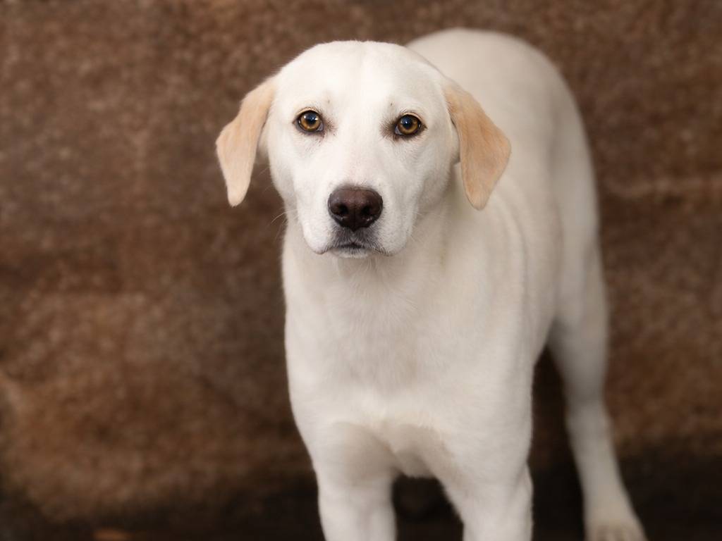 Adotta un cane, taglia media, maschio, Latina