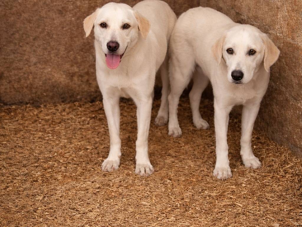 Vuoi adottare un cane a Latina?