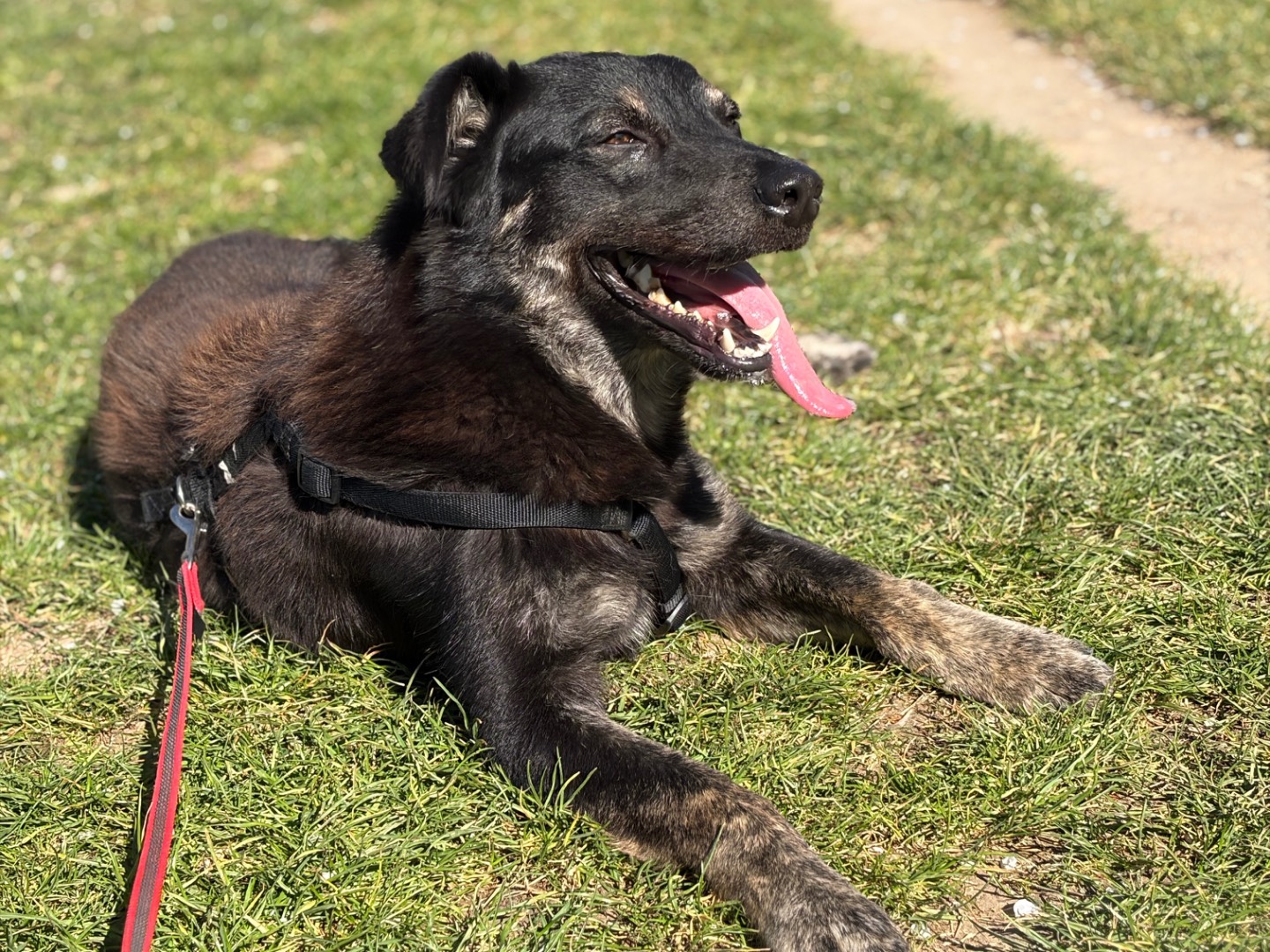 Adozione cane, maschio, Razza sconosciuta Razza sconosciuta, 1 anno e 2 mesi, taglia media, Milano