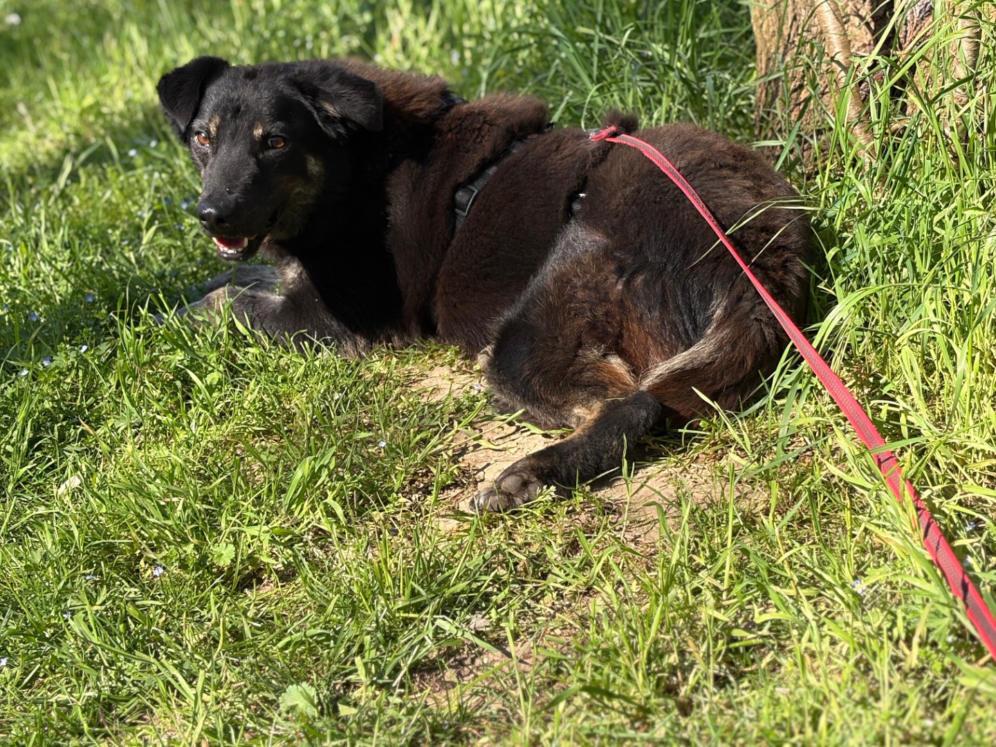 Adotta un cane, maschio, 1 anno e 2 mesi, Milano