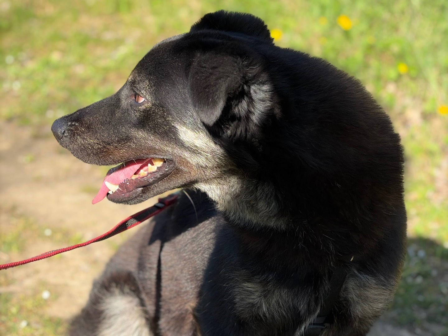 Adotta un cane, taglia media, maschio, Milano