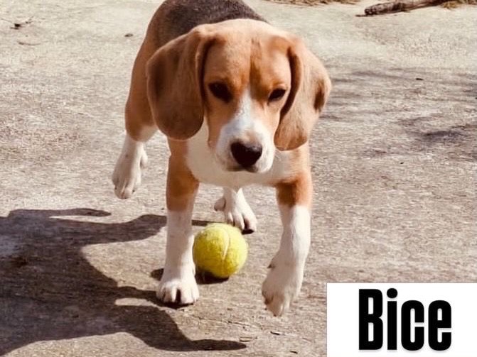 Adozione cane, femmina, Beagle  Razza sconosciuta, 8 mesi, taglia media contenuta, Teramo
