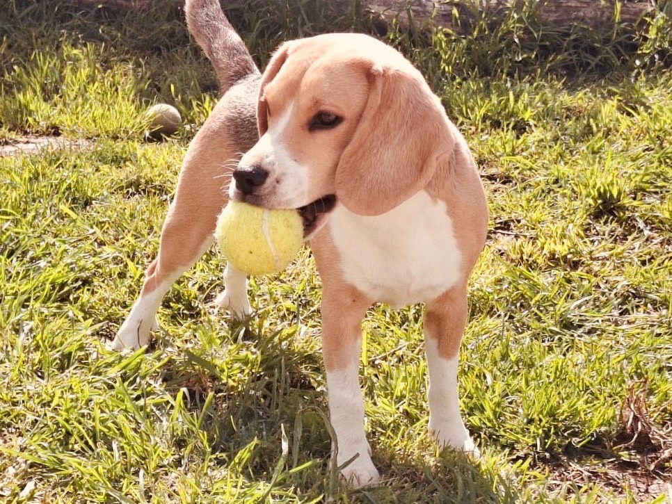 Adotta un cane, femmina, 8 mesi, Teramo