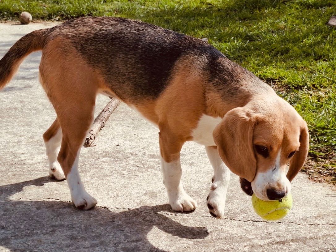 Adotta un cane, taglia media contenuta, femmina, Teramo
