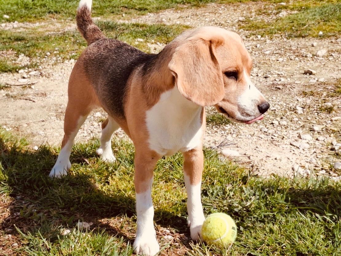 Adotta il cane Bice a Teramo