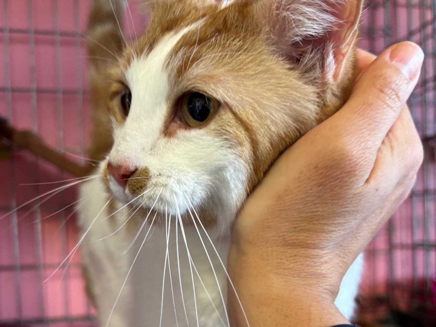 Adozione gatto, maschio, Razza sconosciuta Razza sconosciuta, 3 anni e 11 mesi, taglia non valida, Brescia