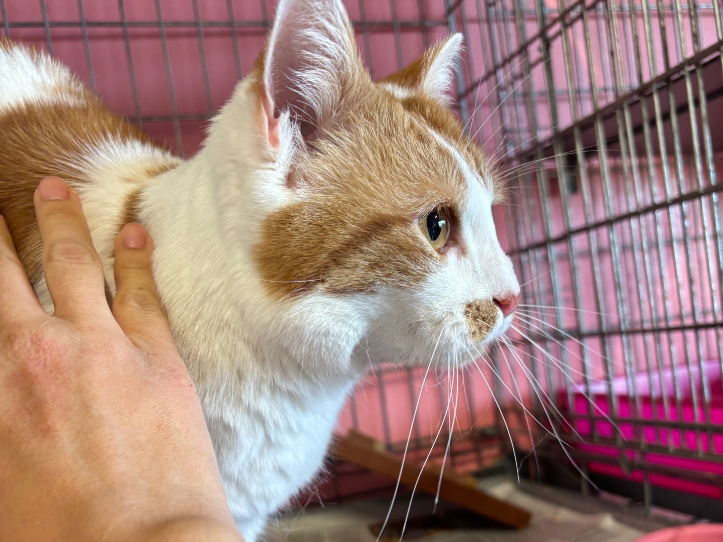 Adotta un gatto, maschio, 3 anni e 11 mesi, Brescia