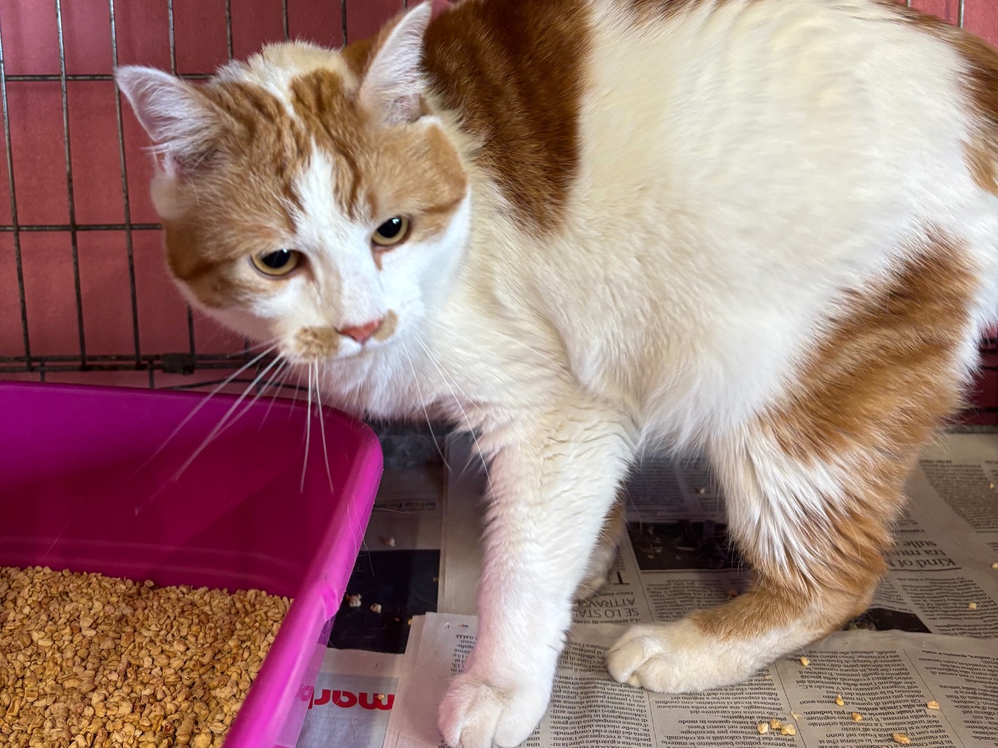 Adotta un gatto, taglia non valida, maschio, Brescia