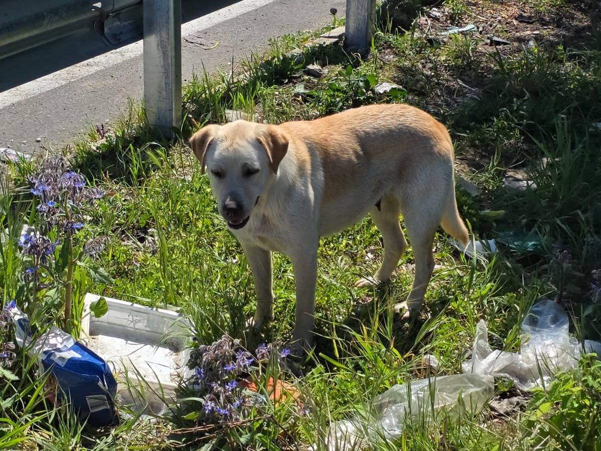 Adozione cane, femmina, Labrador Retriever Razza sconosciuta, 1 anno e 3 mesi, taglia media contenuta, Napoli