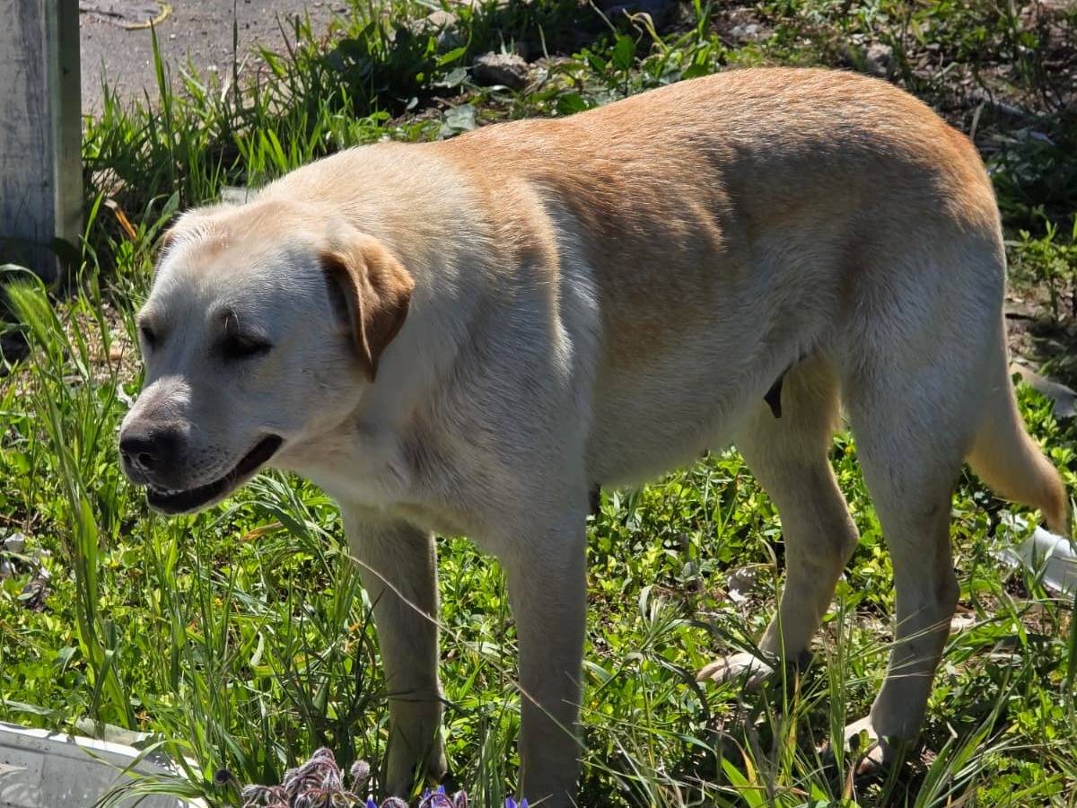 Adotta un cane, femmina, 1 anno e 3 mesi, Napoli