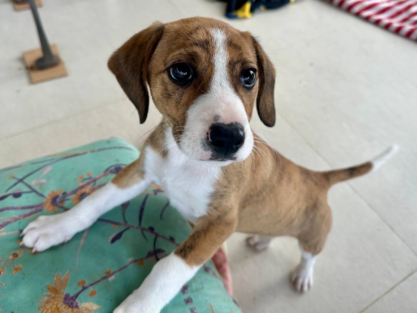 Adotta un cane, maschio, 2 mesi, Trapani