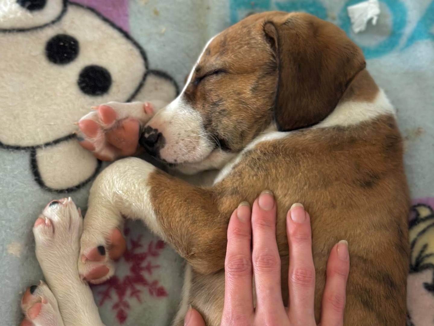 Adotta un cane, taglia media, maschio, Trapani