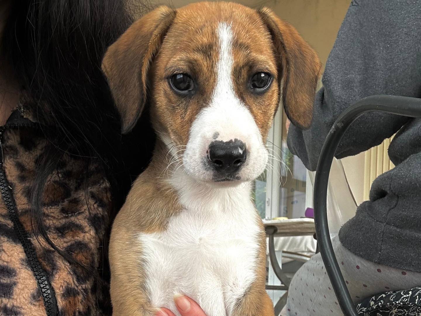 Adotta il cane Sean a Trapani