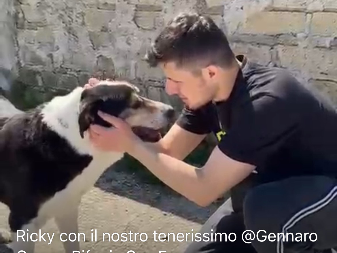 Adozione cane, maschio, Razza sconosciuta Razza sconosciuta, 9 anni e 11 mesi, taglia grande, Caserta