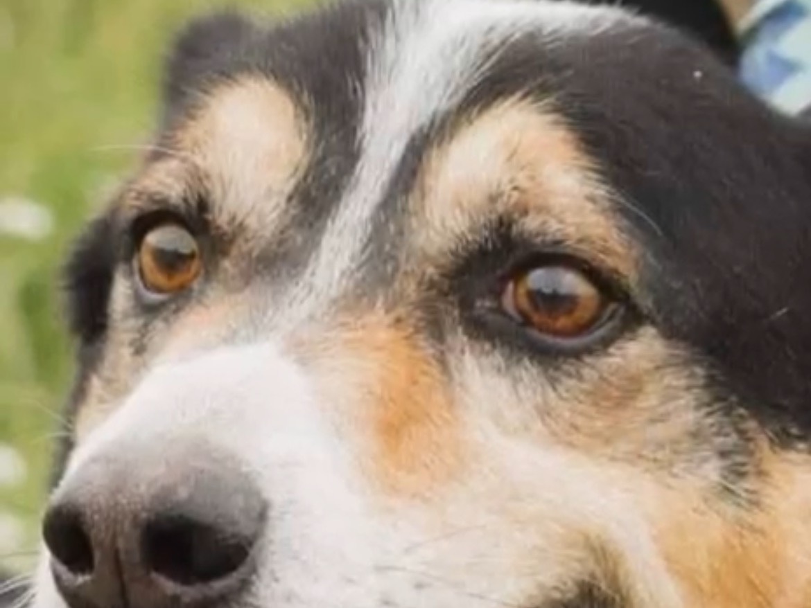 Vuoi adottare un cane a Caserta?