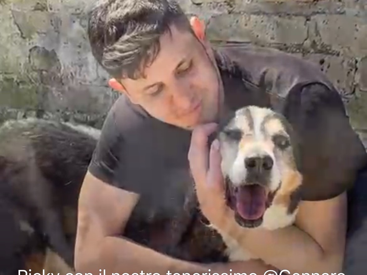 Adotta il cane RICKY a Caserta