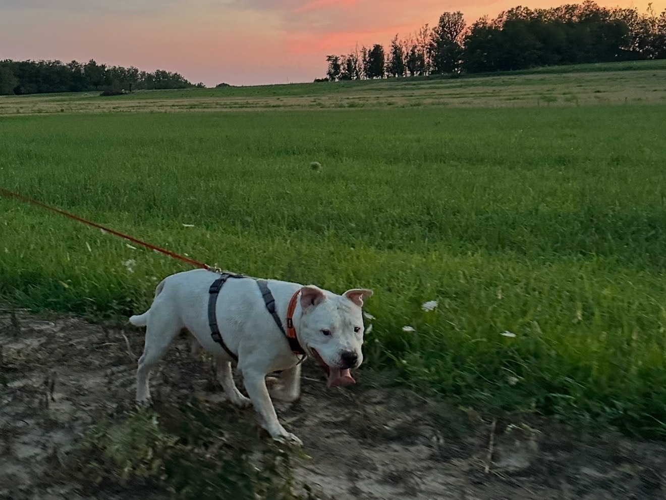 Vuoi adottare un cane a Monza?