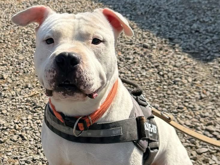 Adotta il cane Burrito  a Monza