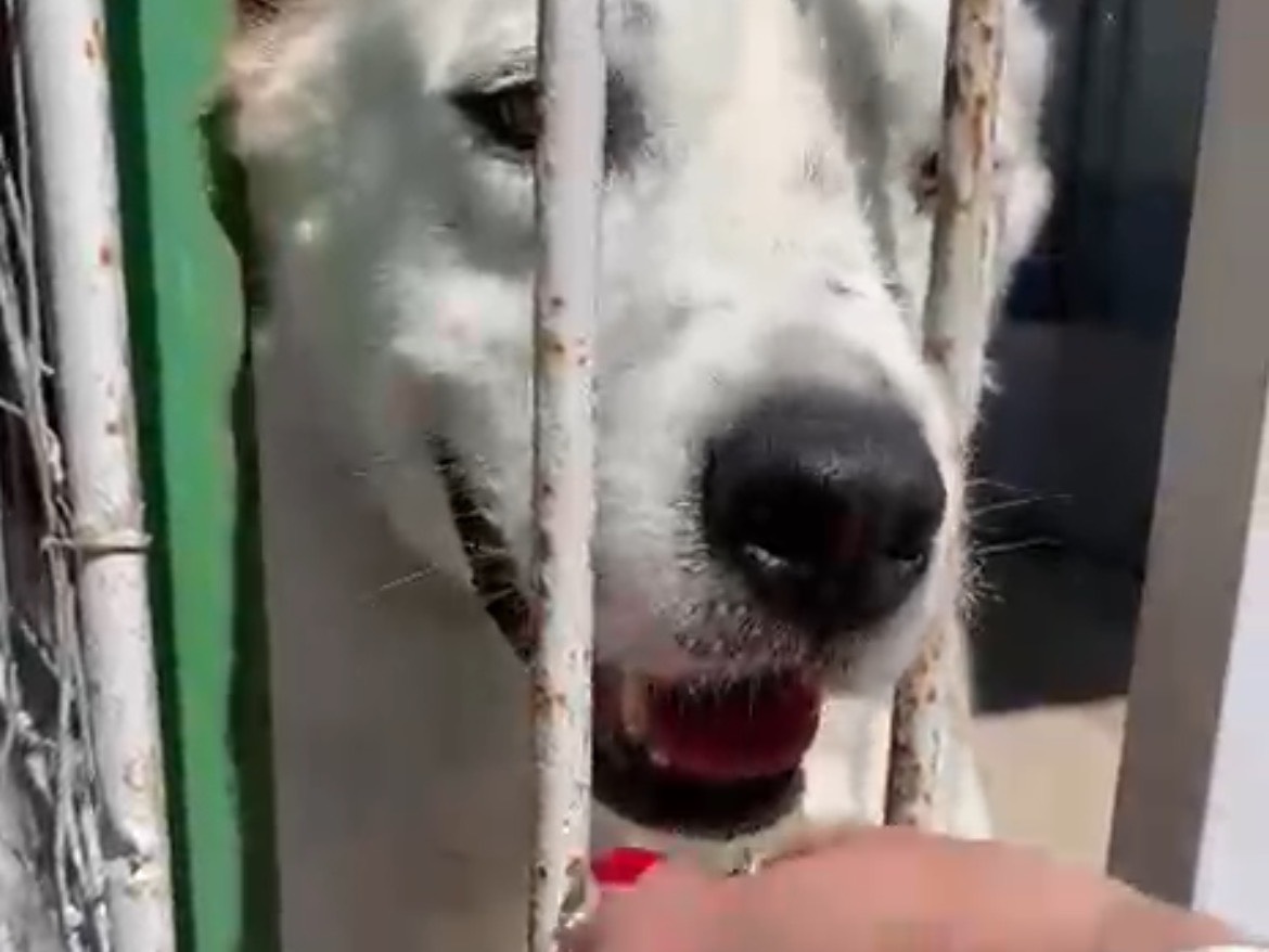 Vuoi adottare un cane a Caserta?