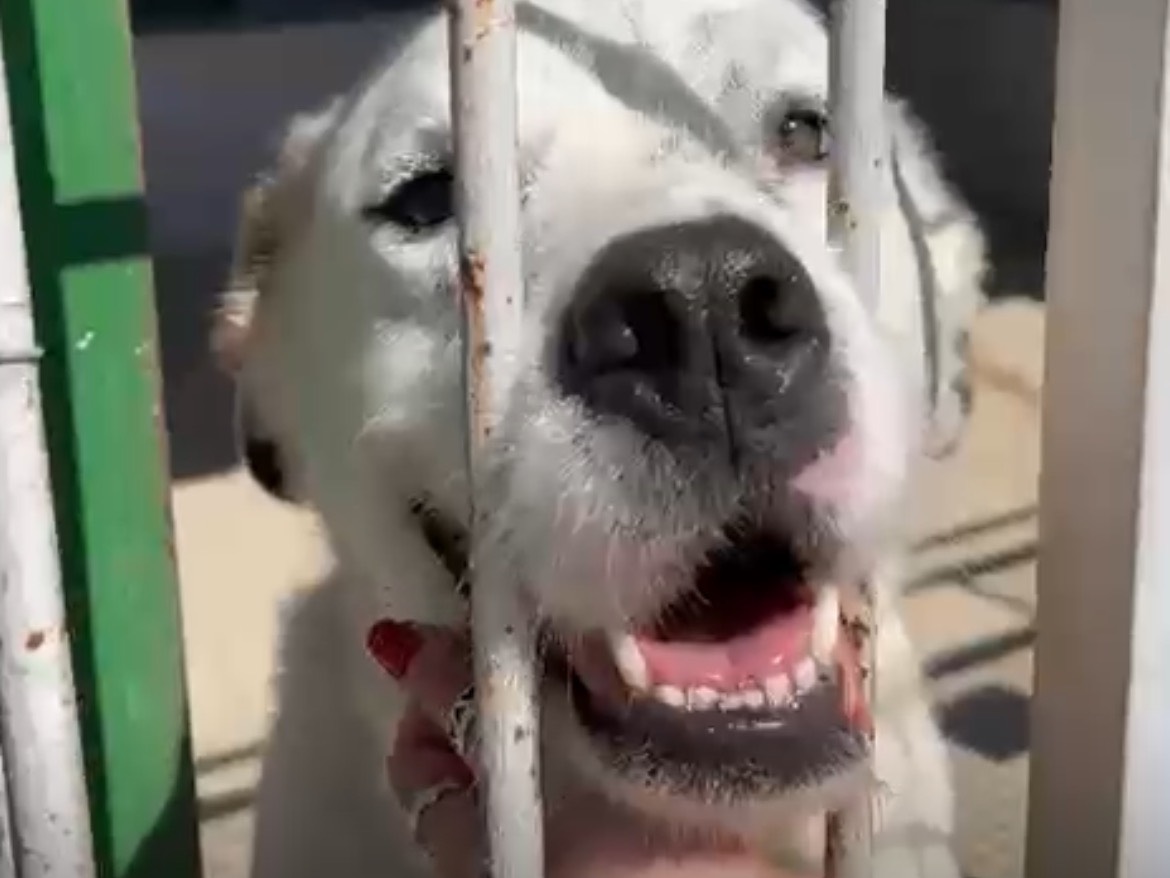 Adotta il cane Paride a Caserta