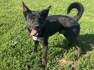 Vuoi adottare un cane a Monza?