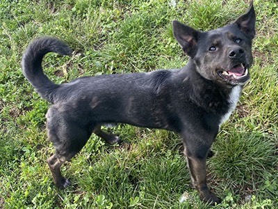 Adotta il cane Musetto  a Monza