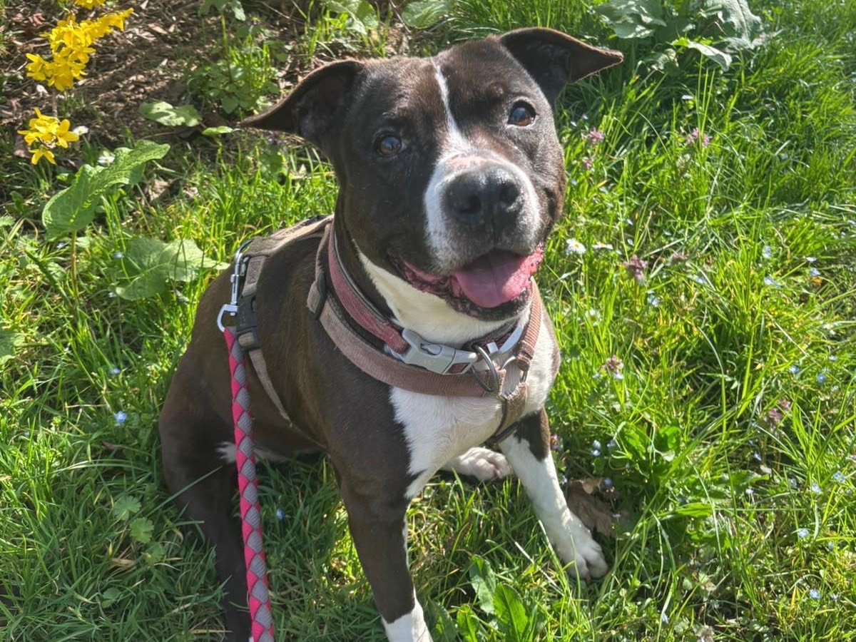Adotta un cane, taglia media, femmina, Monza