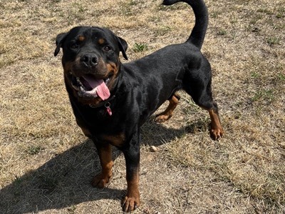 Vuoi adottare un cane a Monza?