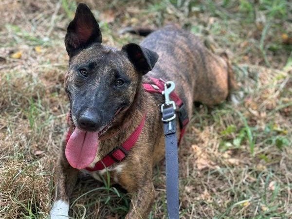 Vuoi adottare un cane a Monza?