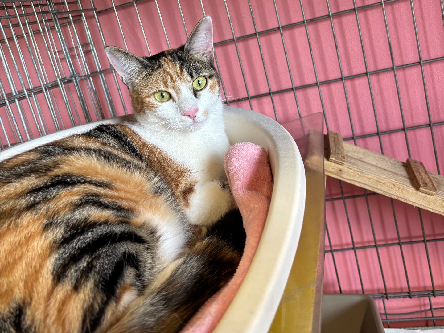 Adozione gatto, femmina, Razza sconosciuta Razza sconosciuta, 9 mesi, taglia non valida, Brescia