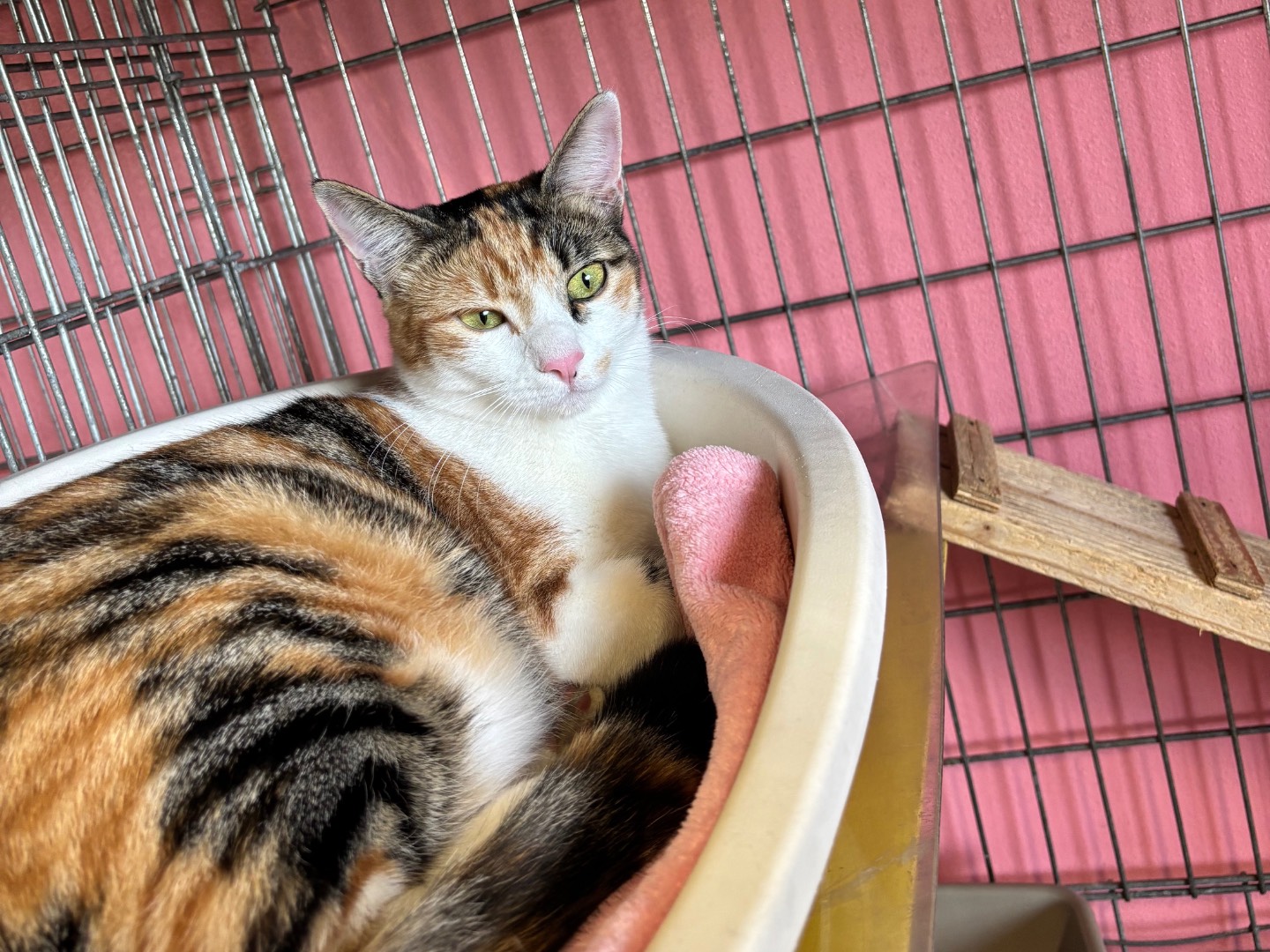 Adotta un gatto, femmina, 9 mesi, Brescia