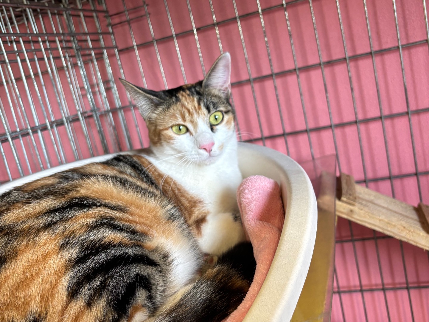 Adotta un gatto, taglia non valida, femmina, Brescia