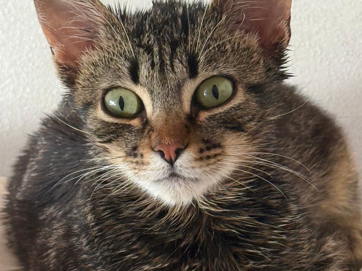 Adozione gatto, maschio, Razza sconosciuta Razza sconosciuta, 5 mesi, taglia non valida, Brescia