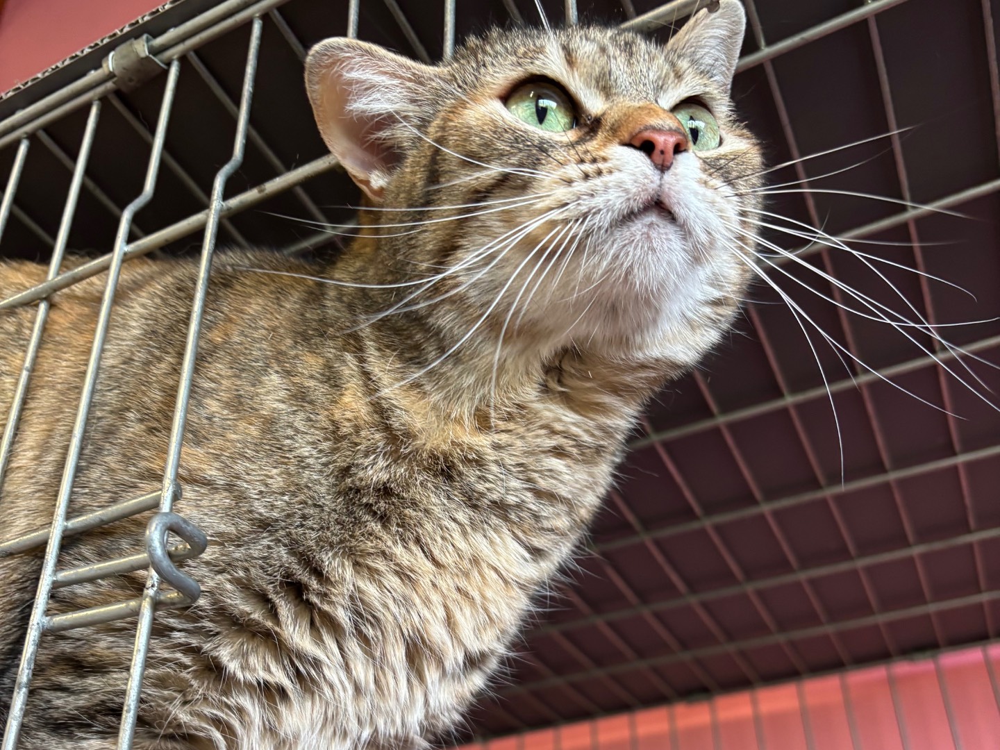 Adotta un gatto, femmina, 5 anni e 11 mesi, Brescia