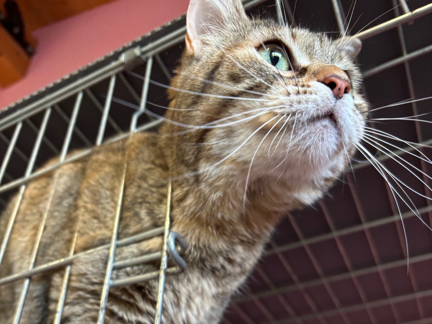 Adotta un gatto, taglia non valida, femmina, Brescia