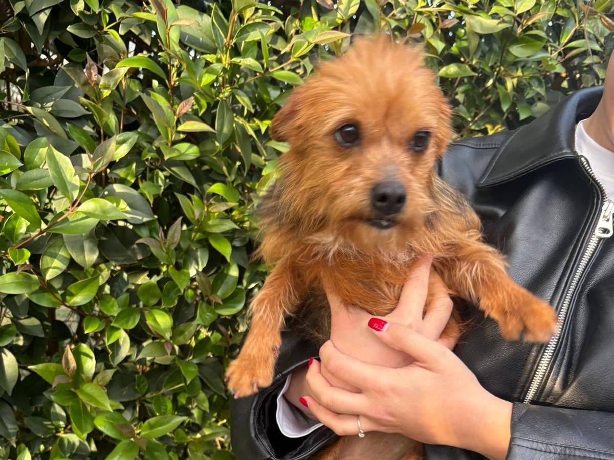 Adozione cane, femmina, Razza sconosciuta Razza sconosciuta, 4 anni e 1 mese, taglia piccola, Varese