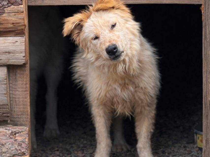 Adozione cane, femmina, Razza sconosciuta Razza sconosciuta, 2 anni e 1 mese, taglia media contenuta, Crotone