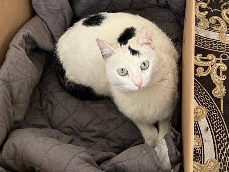 Adotta un gatto, femmina, 1 anno e 5 mesi, Barletta