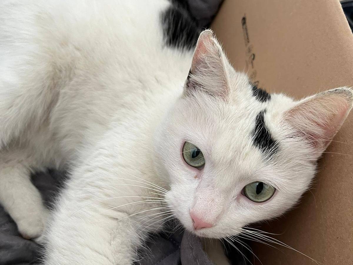 Adotta un gatto, taglia non valida, femmina, Barletta