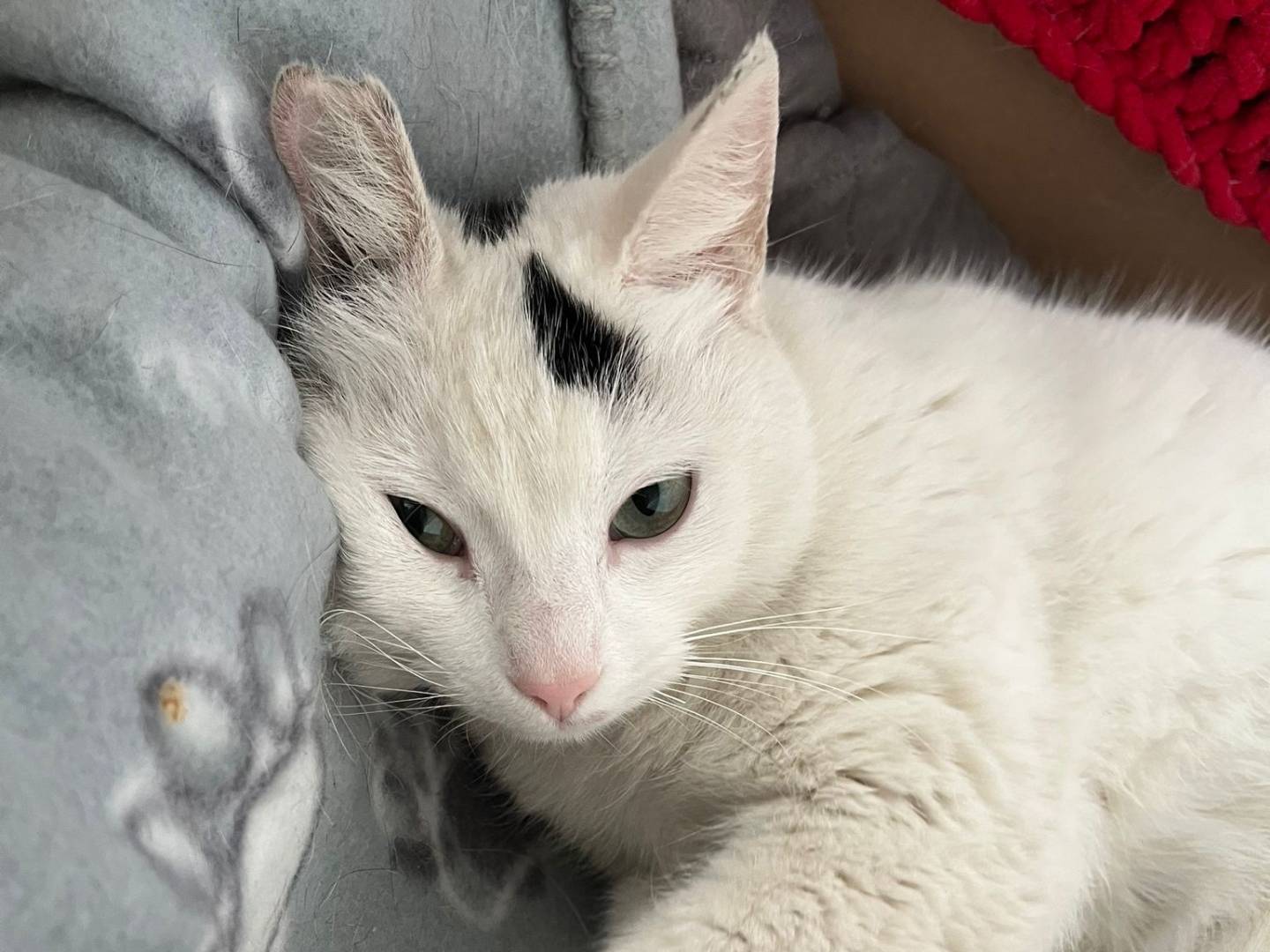 Vuoi adottare un gatto a Barletta?