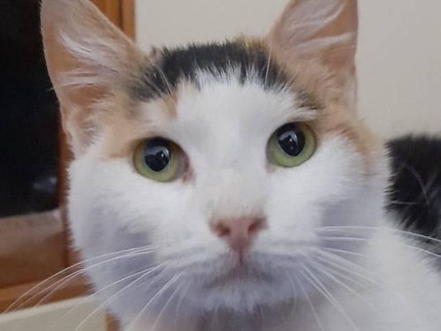 Adozione gatto, femmina, Razza sconosciuta Razza sconosciuta, 3 anni e 10 mesi, taglia non valida, Barletta