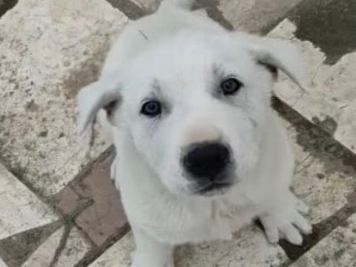 Adozione cane, femmina, Razza sconosciuta Razza sconosciuta, 3 mesi, taglia media, Foggia